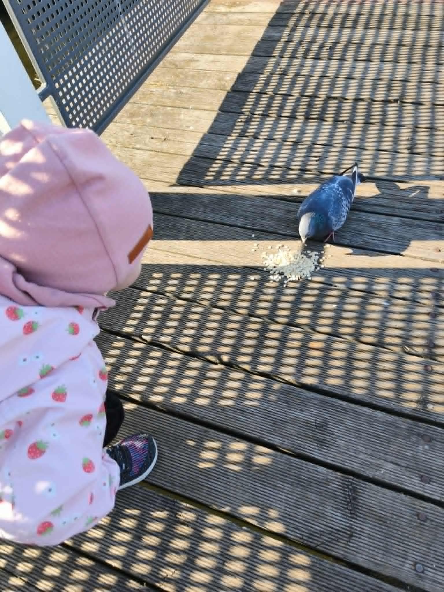 Karmienie ptaków z dzieckiem — obserwacja przyrody zamiast bajki